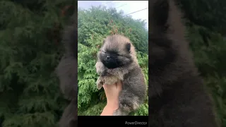 Супер mini pomeranian (померанский шпиц)