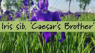 Iris sibirica 'Caesar's Brother' at Prides Corner Farms