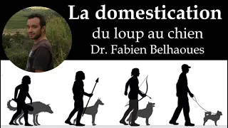 La domestication: du loup au chien