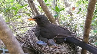 Black Bird Feeding and Nurturing their Nestlings part 6