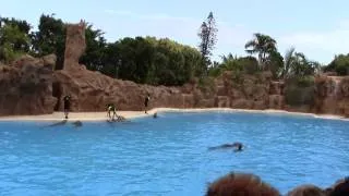 шоу дельфинов Лоро парк (Loro Parque Tenerife) 2013 часть 1