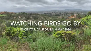 Watching Birds Go By (Encinitas, California)
