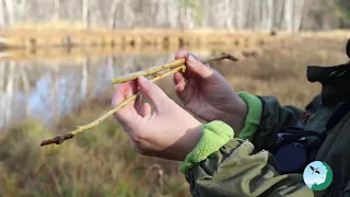 Учет бобров