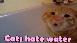 FUNNY CATS IN WATER COMPILATION / BATHE HATE CAT FAIL