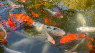 [4K Video] Fish Pond with Relaxing Nature Sounds | Nature Calling