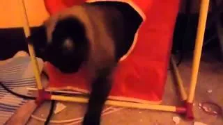 Смешные кошки.Прикольные животные.Funny Cats 13 Video   Funny Videos   Funny Cat