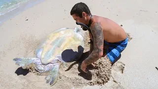 YBS Lifestyle Ep 29 - HELPLESS TURTLE GETS RESCUED  | Crayfish Catch And Cook