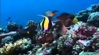 Очарование Кораллового моря 5