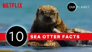 10 Facts That Prove Sea Otters Are The Coolest | Our Planet | Netflix After School