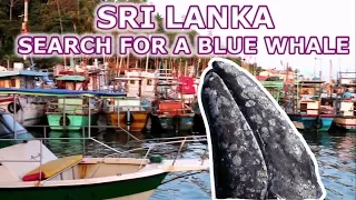 Шри-Ланка 2019. Экскурсия в поисках голубых китов...