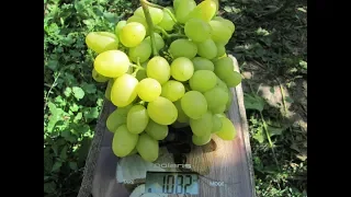 Reliable, productive grape varieties grape varieties