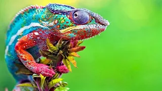 4k Chameleon Changing Colours Demon Timelapse