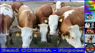 Band ODESSA - Корова