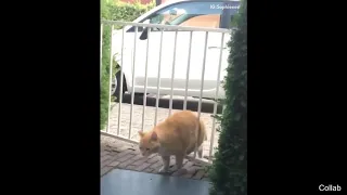 Thicc Cat Gets Stuck In Fence