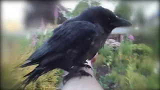 baby crow transformation 9