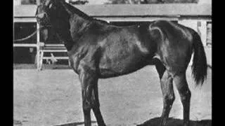 Phar Lap and Seabiscuit