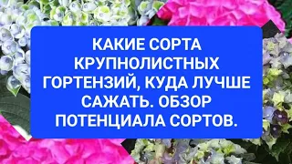 Какой сорт крупнолистной гортензии куда лучше сажать. Обзор потенциала сортов.