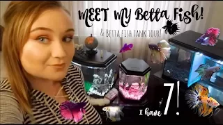 MEET ALL OF MY BETTA FISH!! | BETTA TANK TOUR! | ItsAnnaLouise