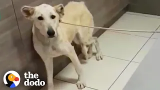 Dog Abandoned At The Vet Gets A Dad Who Deserves Her | The Dodo