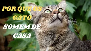 por que gato fogem de casa