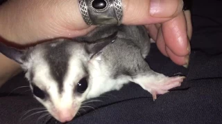 Sugar Glider ringtail mosaic joey