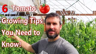 How to Improve Your Tomato Growing with These 6 Steps  Hydroponic Greenhouse Tomato Growing