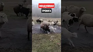 Воздушная тревога