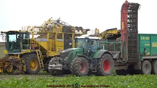 Ropa - Fendt - Hawe / Rübenernte - Harvesting Beets   TB