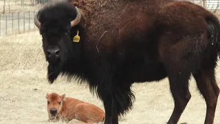 Wanuskewin welcomes baby bison for first time in 150 years