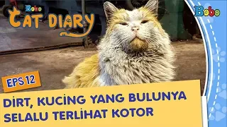 Kucing Lucu  - Kucing Ini Selalu Terlihat Kotor, Padahal Bersih dan Sehat - Bobo Cat Diary Eps 12