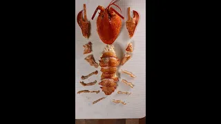 How to Breakdown a Lobster