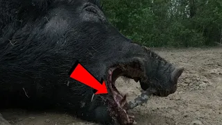 400 POUND WILD PIG SHOT - FLORIDA WILD BOAR HUNTING