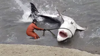 Estos animales pidieron ayuda a la gente y ¡aquí está el porqué!