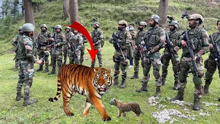 The tiger came to the military every day until they decided to follow him far into the jungle!