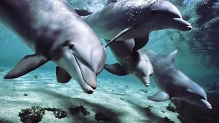 Dancing With Dolphins: Spectacular! GoPro Hero 3