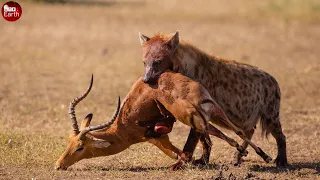 Impala Tired to Escape from Hyena