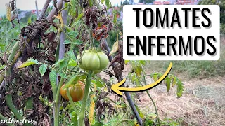 Por qué SE ENFERMAN LOS TOMATES: caso práctico en HUERTO REAL || en20metros