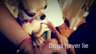 Dogs never lie about love