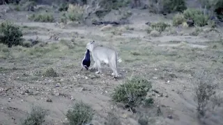 Penguins Polished off by Pumas | Big Cats | BBC Earth