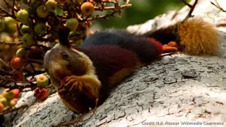 Is the Malabar Giant Squirrel a Real Animal?