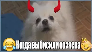 Гавкающая Собака(REMIX)1ЧАС!