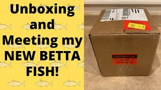 Unboxing and Meeting my New Betta Fish from Bettas And Art!