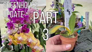 Part 3 Greenhouse & Orchid Collection Update & Tour.