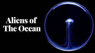Aliens of the Ocean | Exploring the Diversity of Jellyfish Species