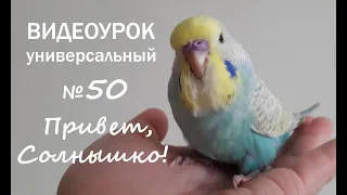 🎧 Учим попугая говорить. Урок № 50: "Привет, Солнышко!"