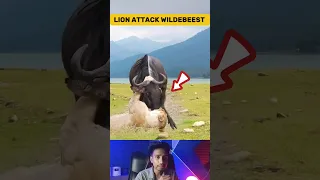 Rare Video Lion Eating Wildebeest Alive |Unbelievable Wildlife Encounter