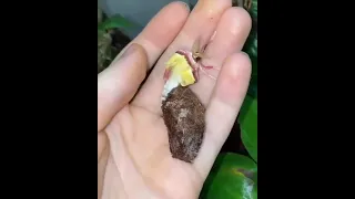 Chinese moon moth hatching 😍