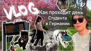 | VLOG | 2024 | Как проходит день студента в Германии | уход и выгул животных-лучшая подработка |