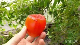Урожайные сорта томатов .Сентябрь