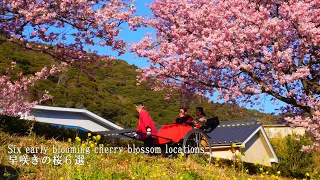 [2024] 6 Early Blooming Cherry Blossoms (Atami, Kawazu, Matsuda, etc.)